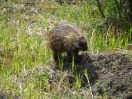34-Juni- Common Porcupine - Alaska Highway